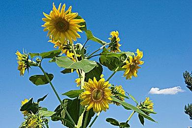 开发商原预测《艾尔登法环》到3月底时销量只有400万